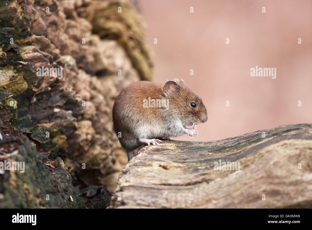 food aliment mouse Stock Photo Alamy