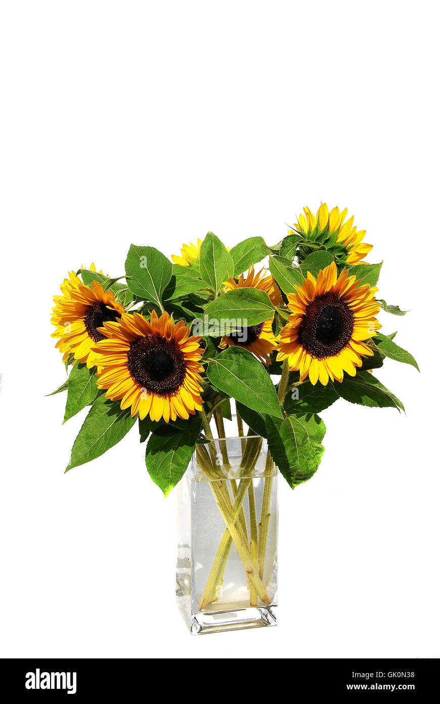 flower sunflower plant Stock Photo