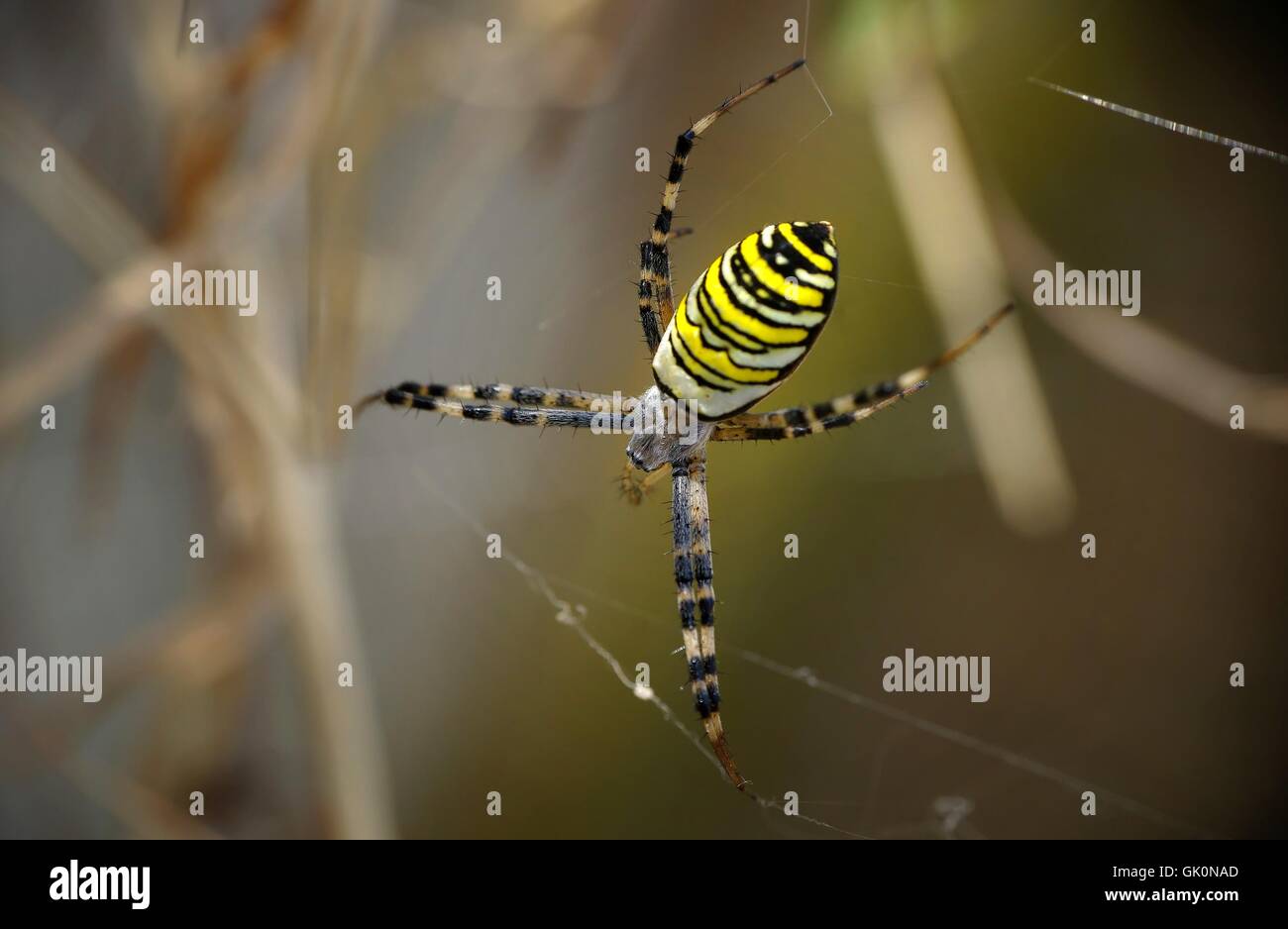 wasp spider with web in close Stock Photo - Alamy