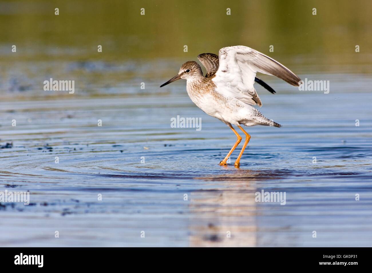 legs bird water Stock Photo Alamy