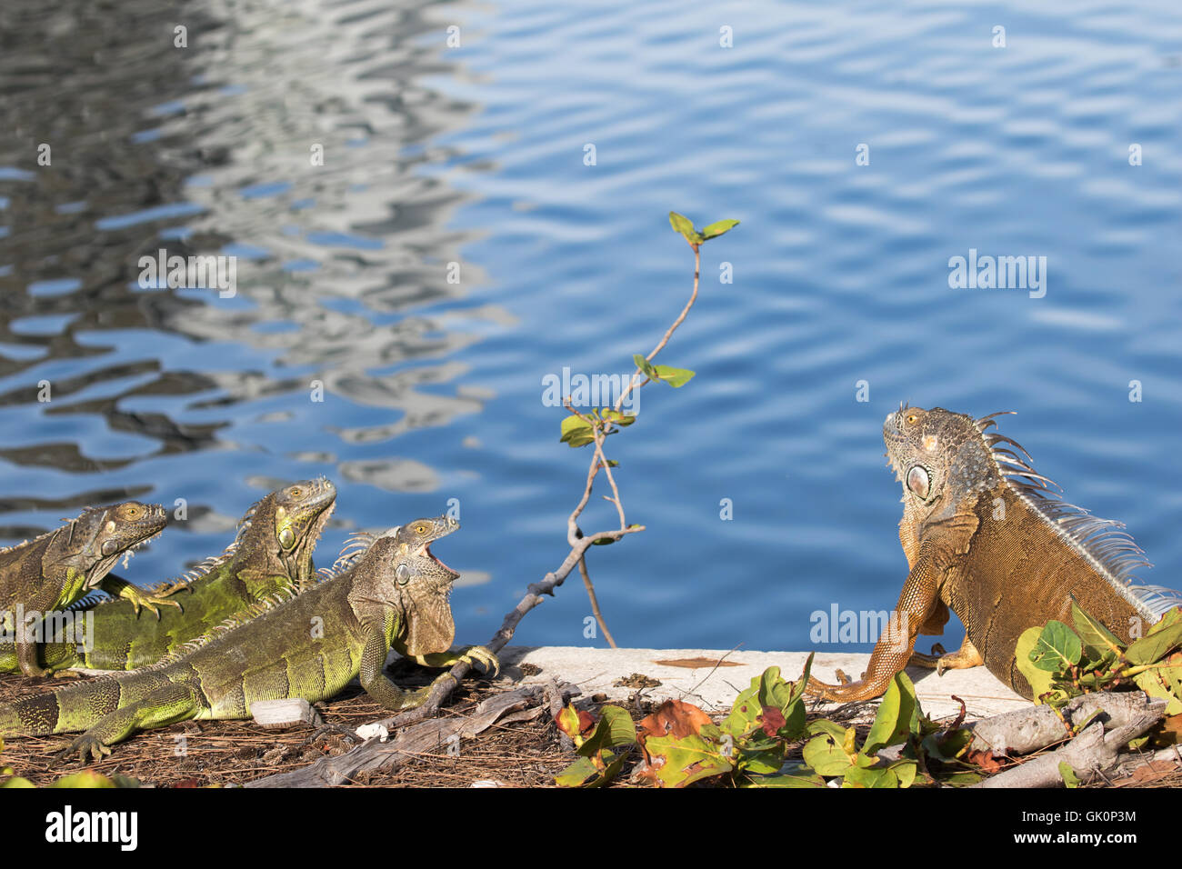 Green Iguanas showing territorial behavior in the morning sun Stock Photo Alamy