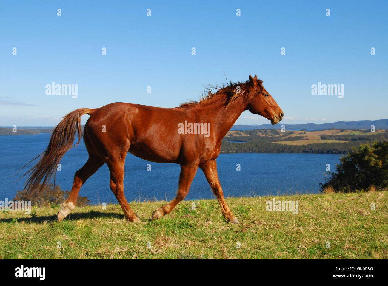 horse longing freedom Stock Photo