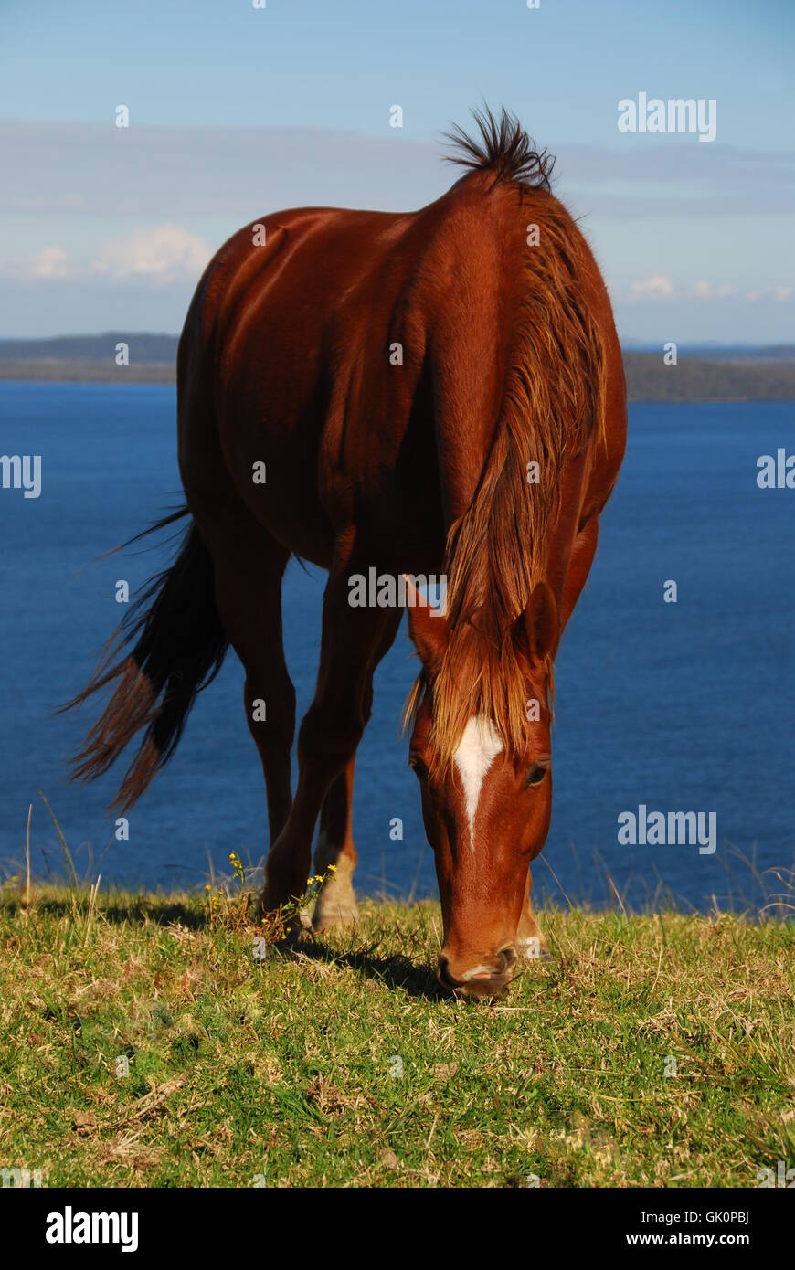 horse snug australia Stock Photo