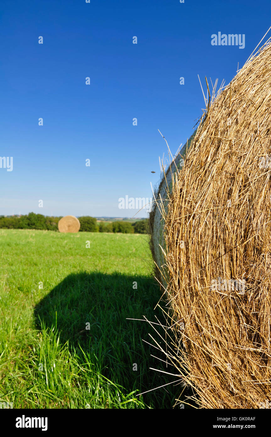 agriculture farming hay-clench Stock Photo