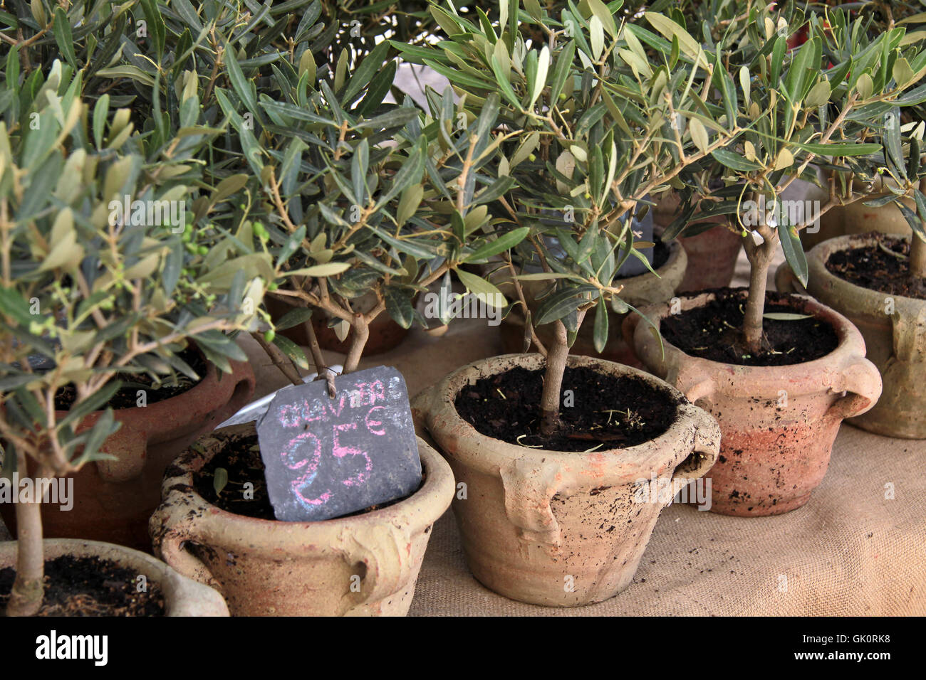 small olive trees Stock Photo Alamy