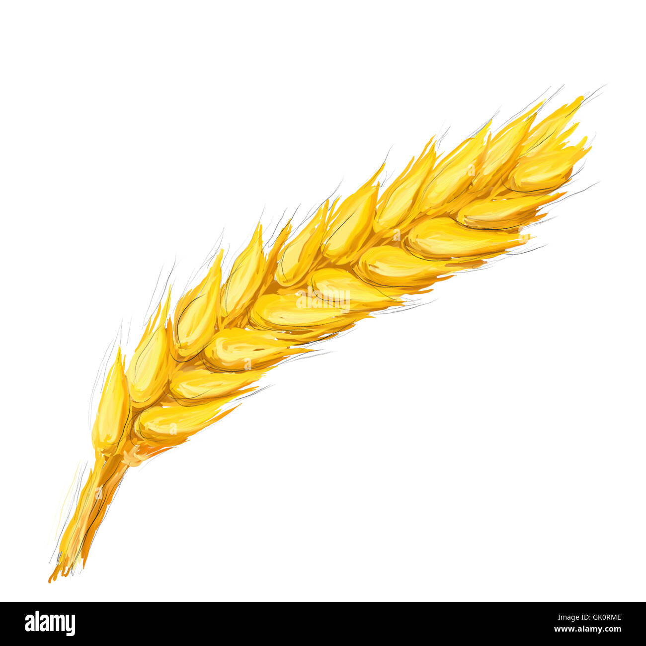 Getreideähre hi-res stock photography and images - Alamy, image size:1300x1299