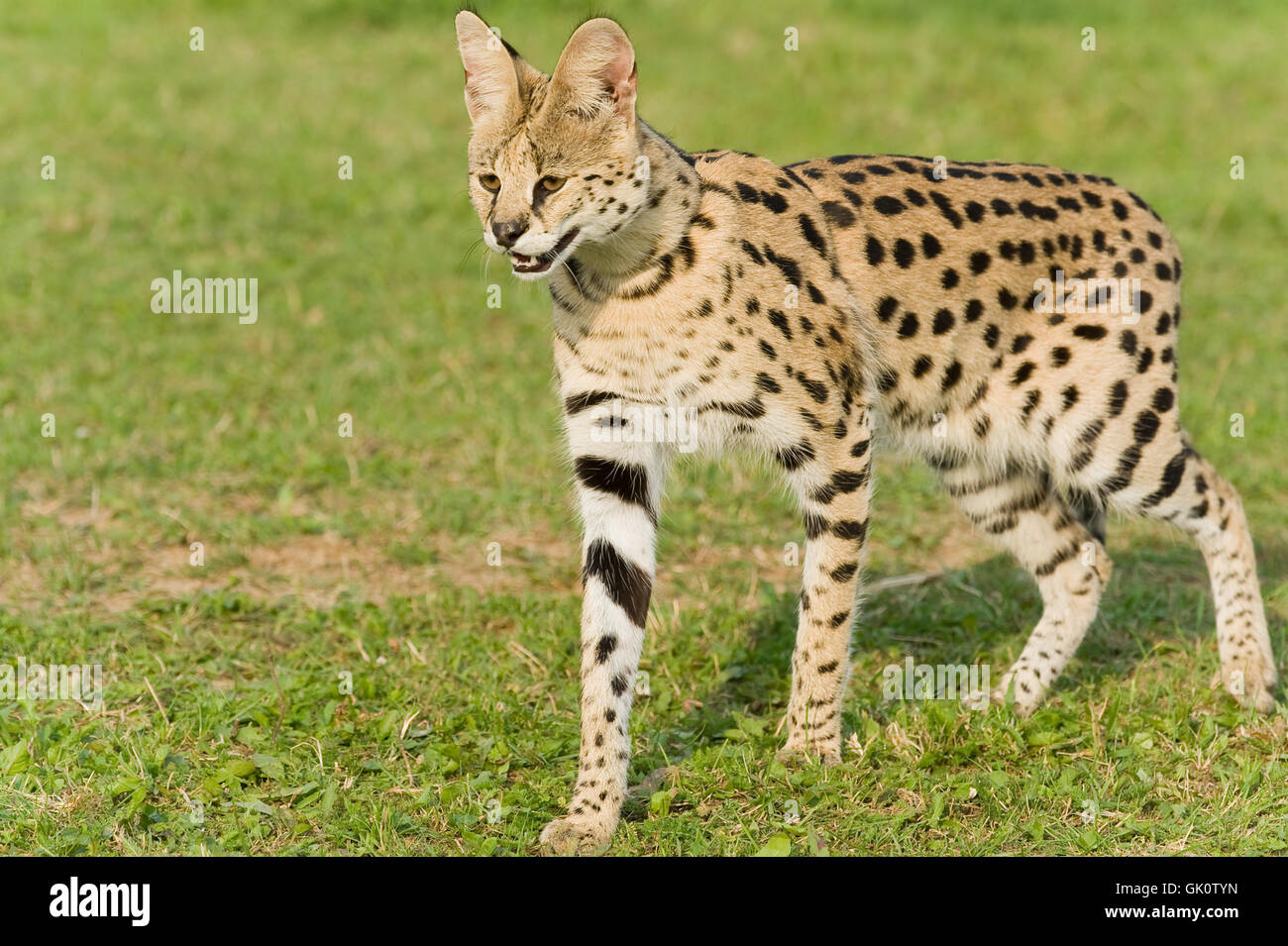 Serval cat predator hires stock photography and images Alamy