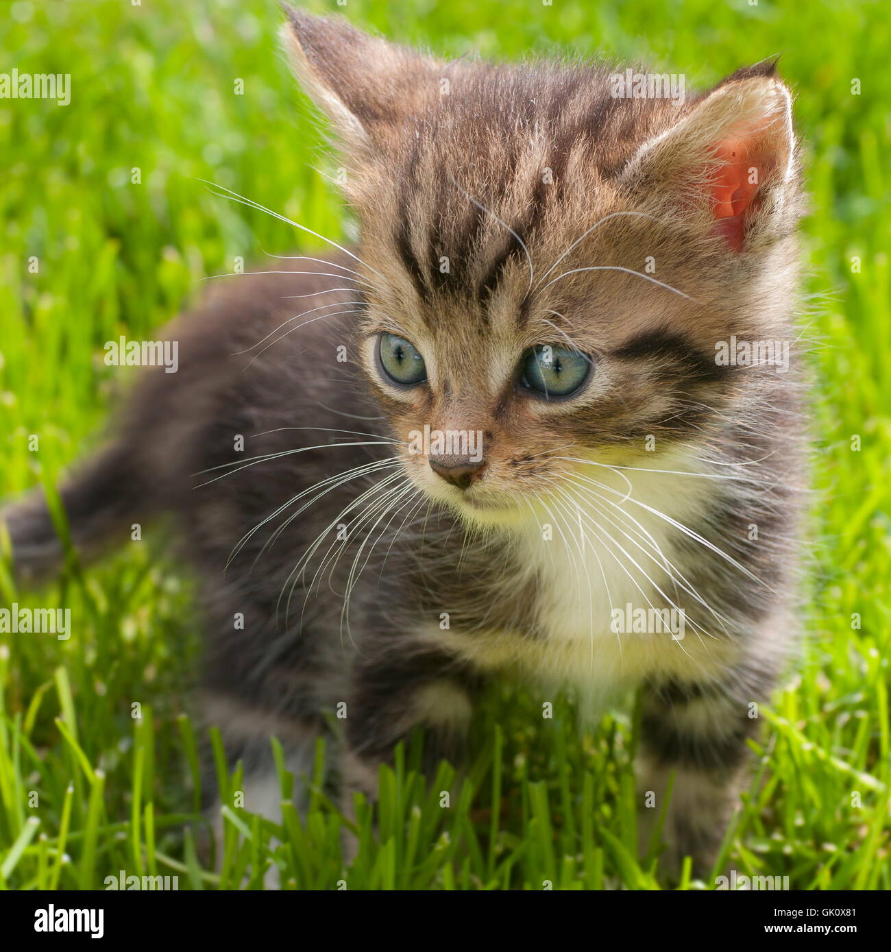 kitten in the grass Stock Photo