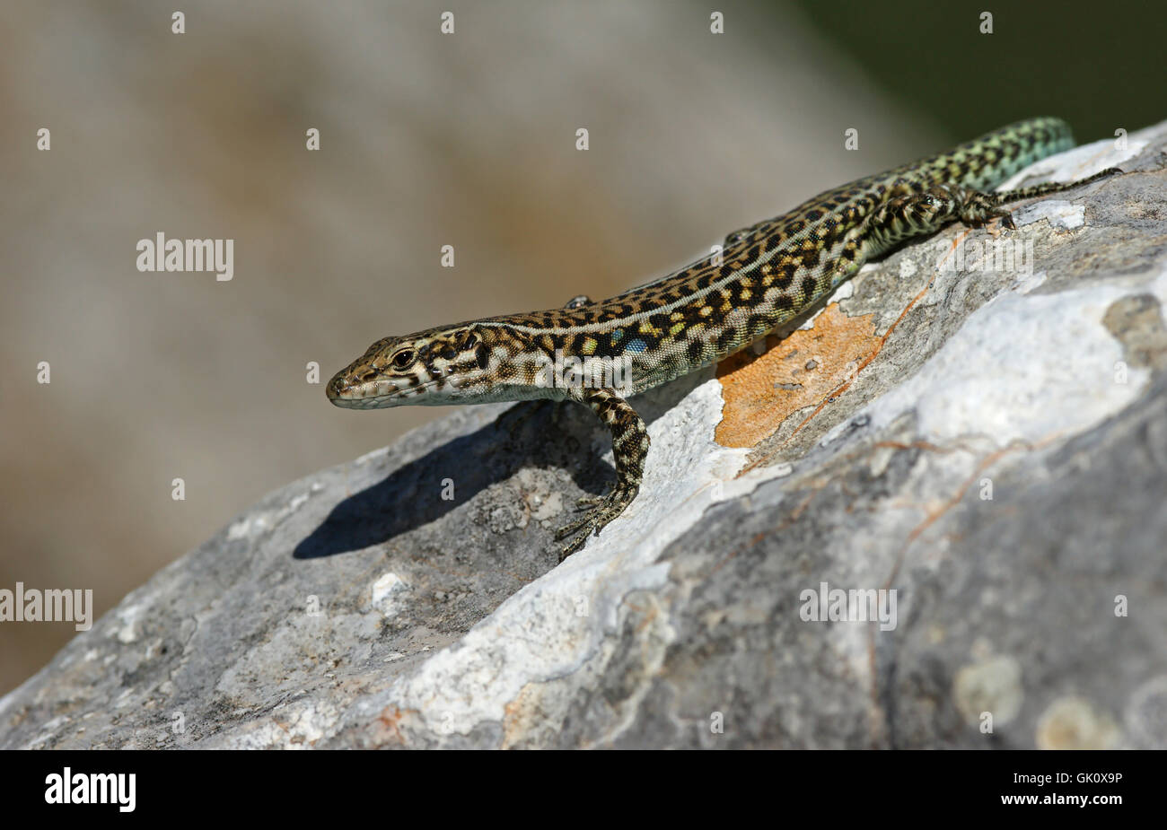 lizard saurian spotted Stock Photo