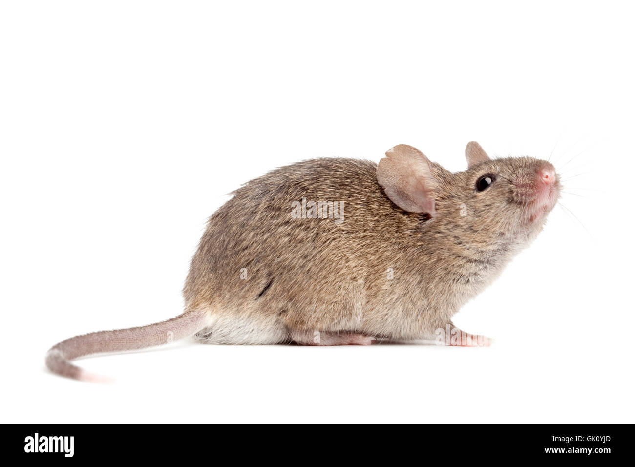 pet rodent mouse Stock Photo