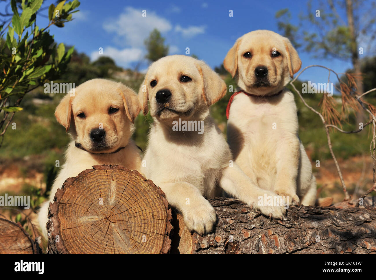 dog puppy puppies Stock Photo