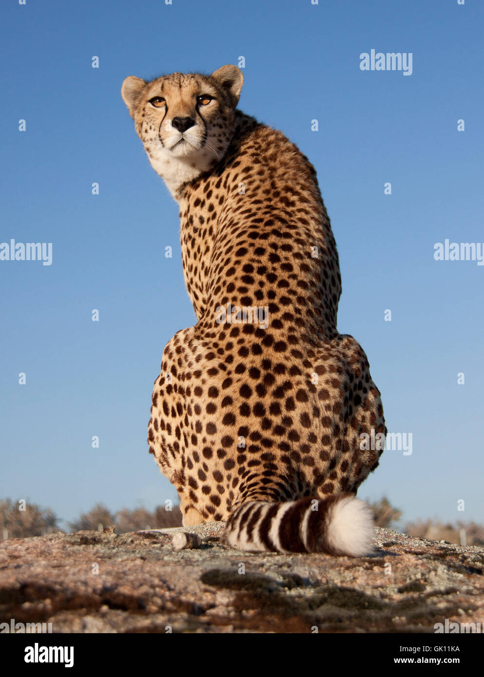 over the shoulder view cheetah Stock Photo