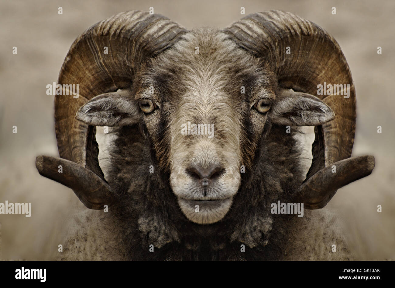 buck horn sheep Stock Photo Alamy