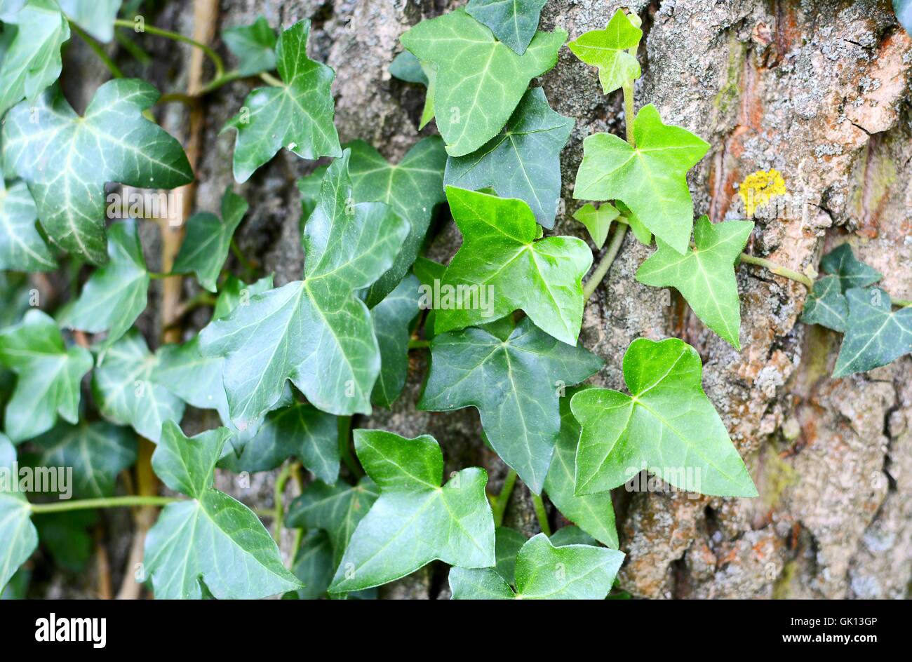 Closeup of tree trunk overgrown with ivy leaves. Green ivy plant on bark. Stock Photo