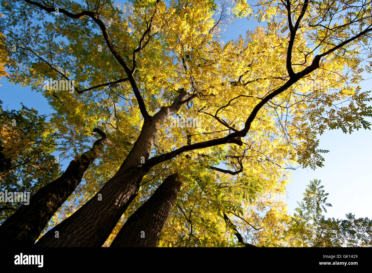 tree high bigger Stock Photo