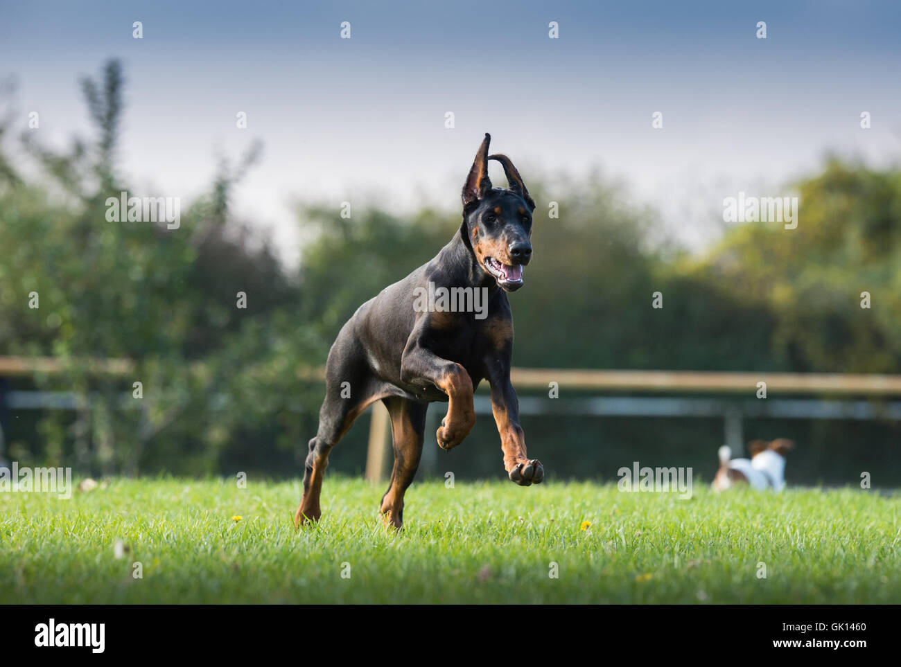 Doberman hotsell pinscher running