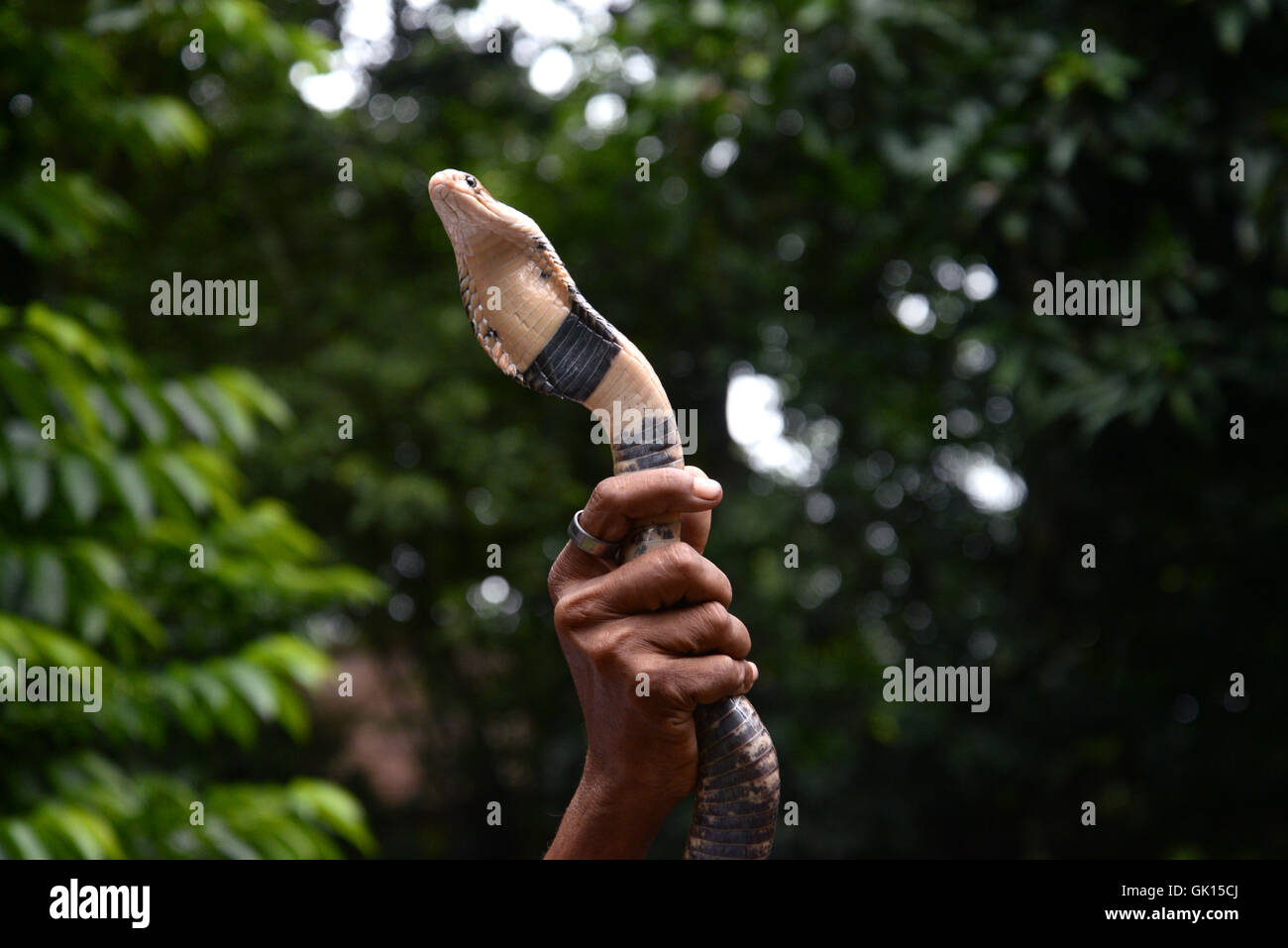 Kolkata, India. 17th Aug, 2016. Thousand of Devotees and snake charmer