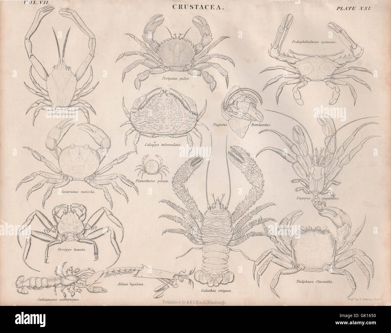 Crustacea. Corystes dentatus; Portunus puber; Podophthalmus spinosus, 1860 Stock Photo