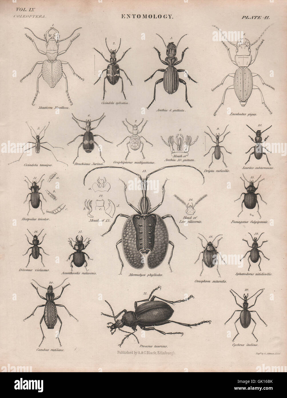 ENTOMOLOGY 2. Insects beetles. BRITANNICA, antique print 1860 Stock ...