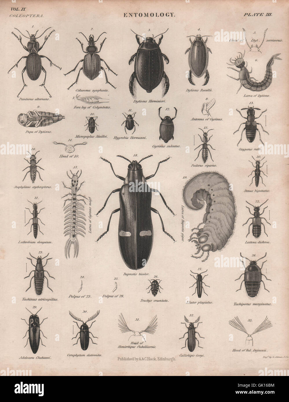 ENTOMOLOGY 3. Insects beetles. BRITANNICA, antique print 1860 Stock Photo