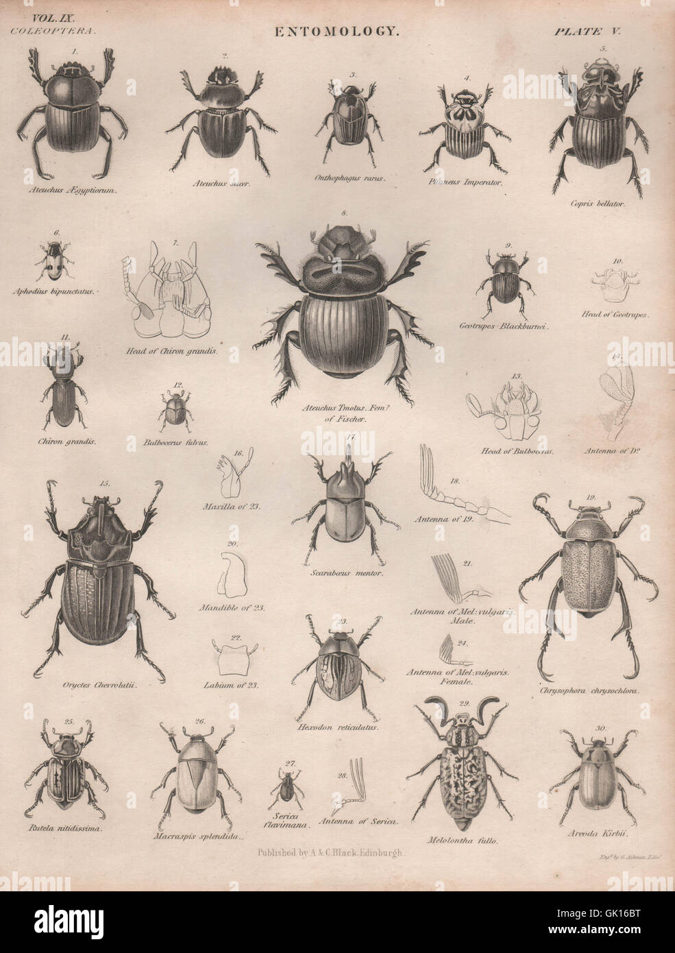 ENTOMOLOGY 5. Insects beetles. BRITANNICA, antique print 1860 Stock Photo
