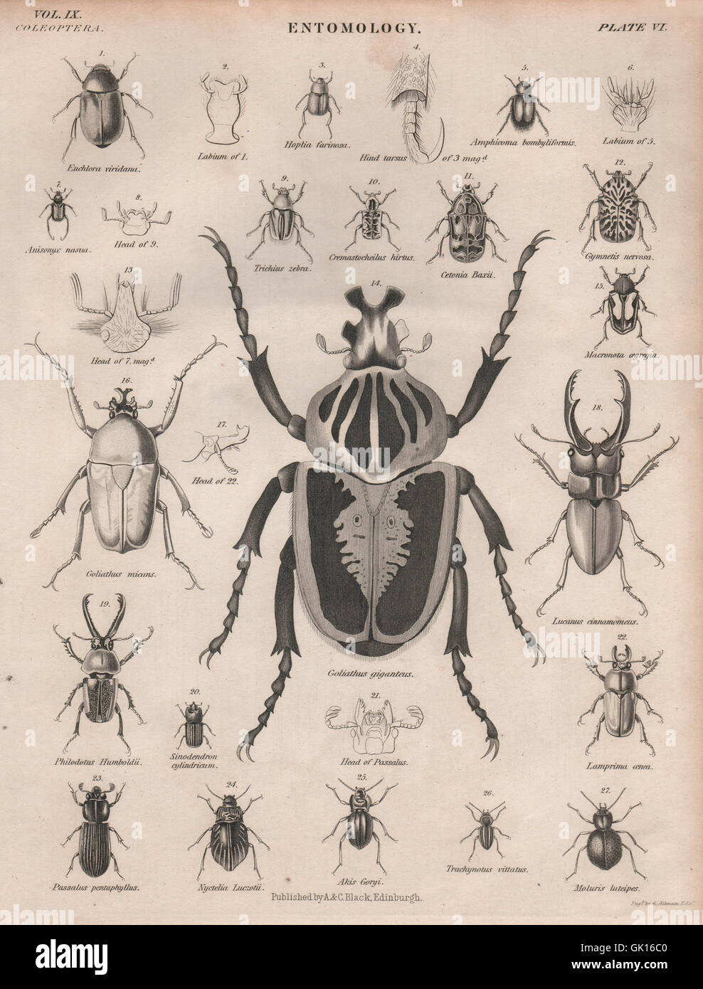 ENTOMOLOGY 6. Insects beetles. BRITANNICA, antique print 1860 Stock Photo