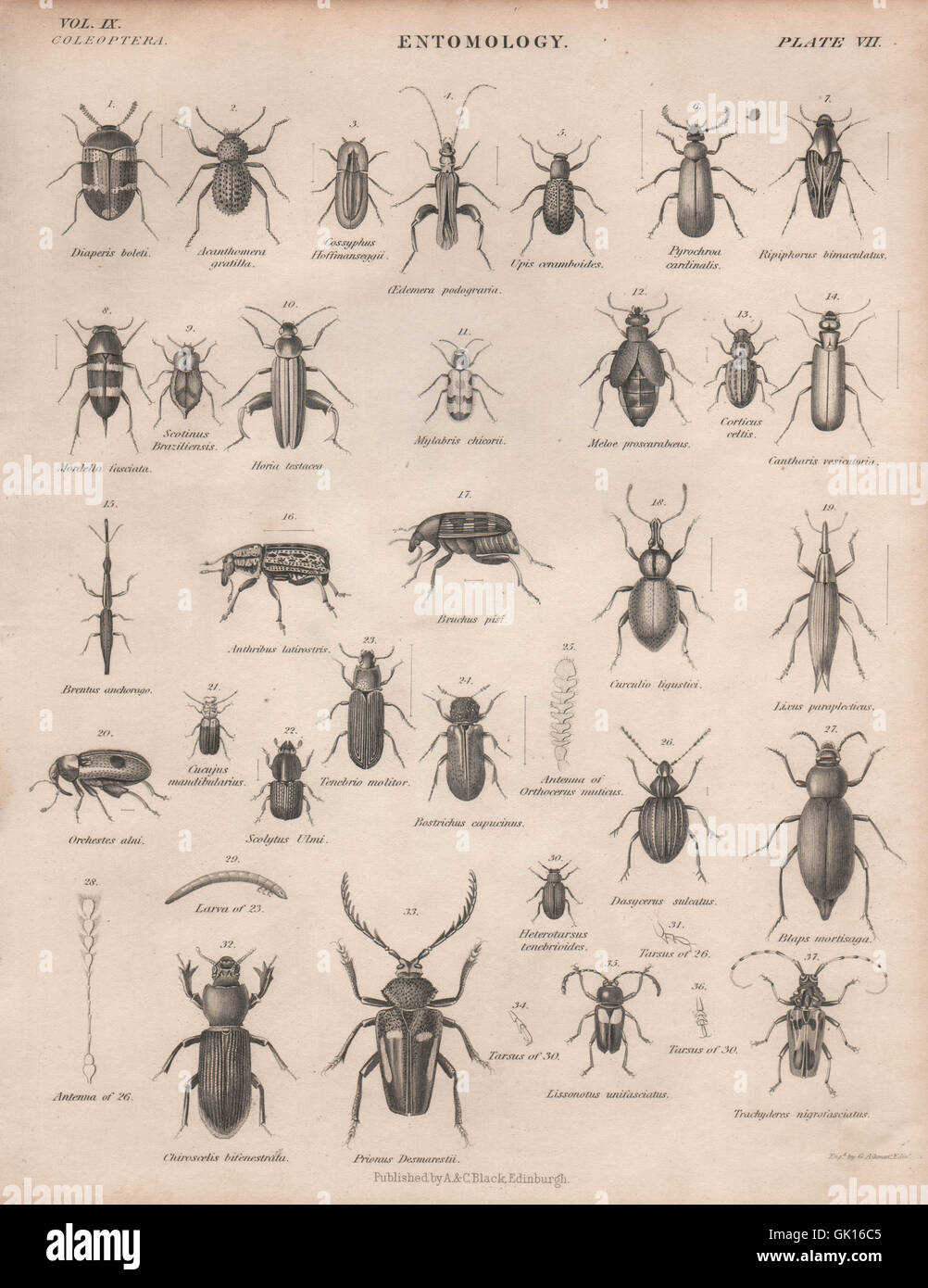 ENTOMOLOGY 7. Insects beetles. BRITANNICA, antique print 1860 Stock Photo
