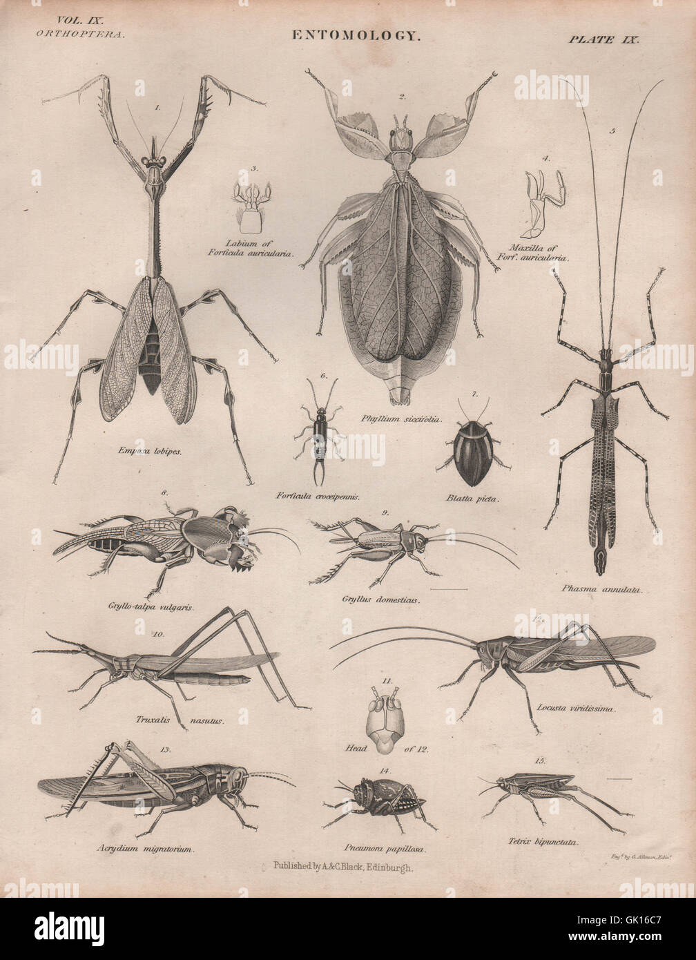 ENTOMOLOGY 9. Beetles grasshoppers locusts stick insects. BRITANNICA, 1860 Stock Photo