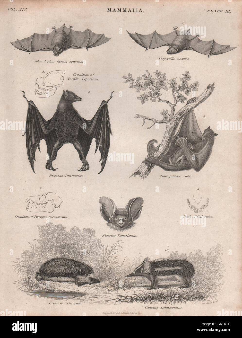Horseshoe bat. Parti-coloured bat. Flying fox. Colugo. Hedgehog. Tenrec, 1860 Stock Photo