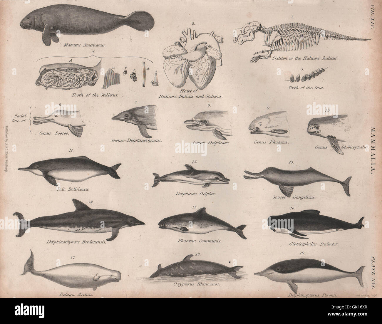 CETACEANS Rough-toothed Bolivian/Ganges river dolphin Beluga whale Manatee, 1860 Stock Photo