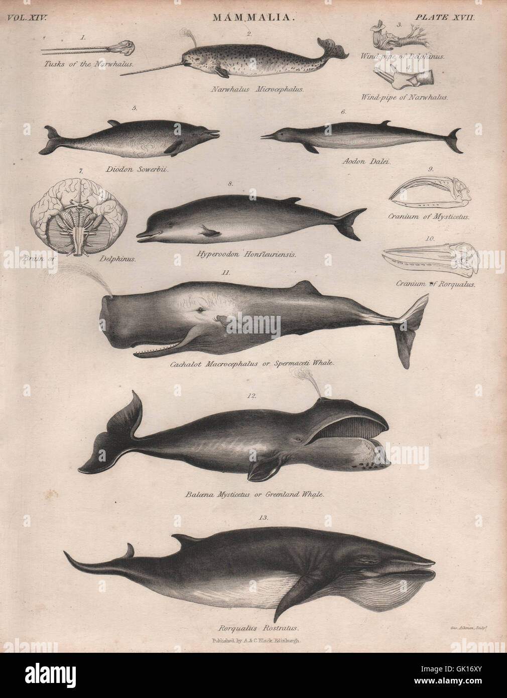 WHALES Narwhal. Greenland Sperm Sowerby's beaked northern bottlenose whale, 1860 Stock Photo