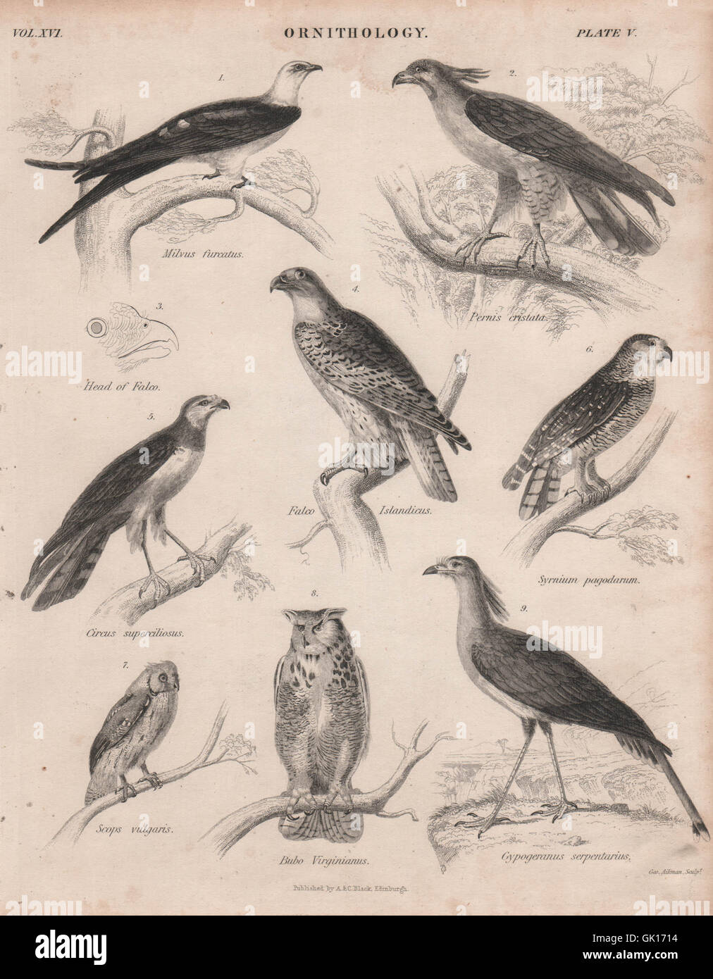 Swallow Tailed Kite Honey-Buzzard Gyrfalcon Scops/Horned Owl Secretary bird 1860 Stock Photo