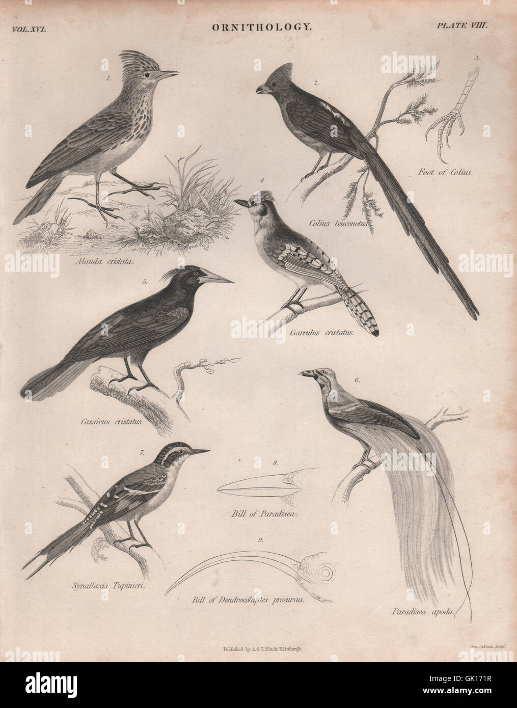Crested lark. Coly. Black-headed jay. Butcherbird. Bird-of-paradise, 1860 Stock Photo