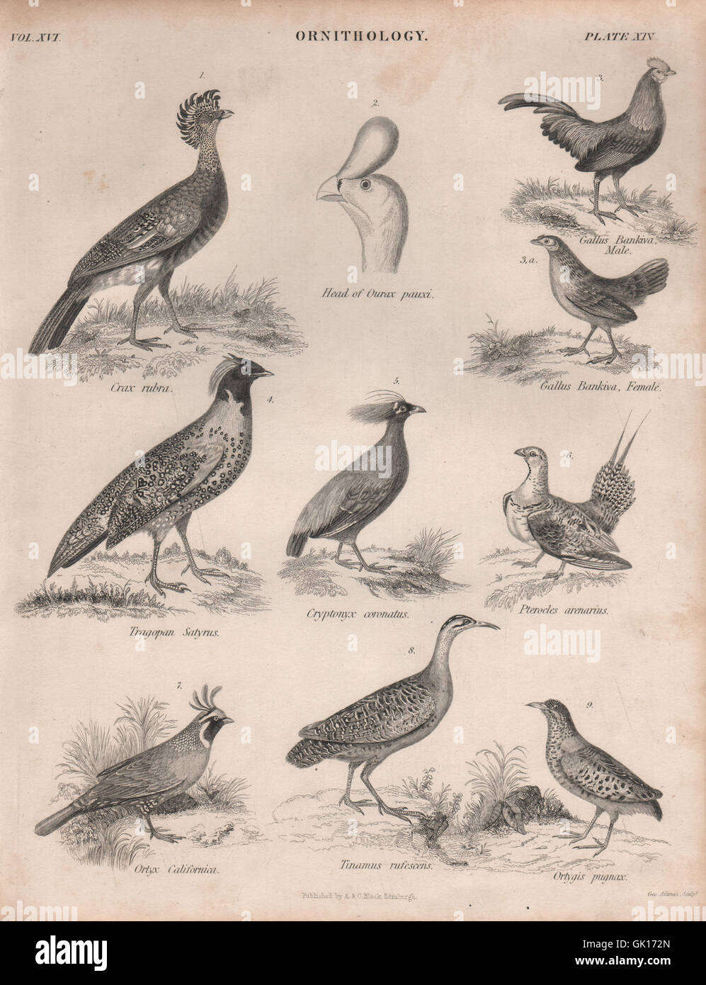 Curassow. Junglefowl. Satyr tragopan. Crowned Pheasant. Sandgrouse. Tinamou 1860 Stock Photo