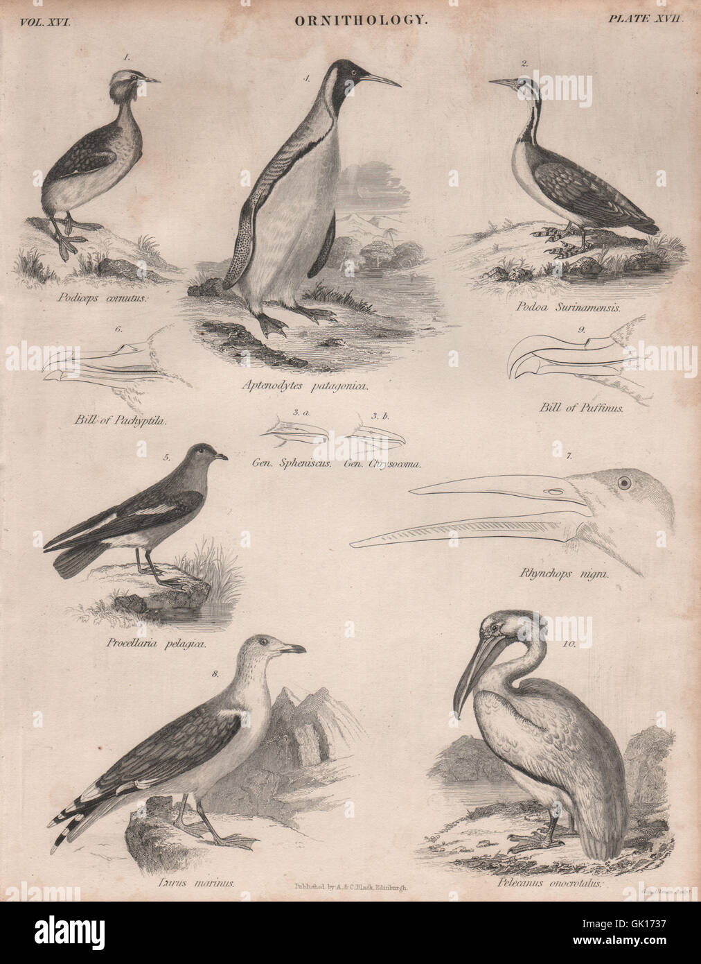 Horned Grebe. Darter. King penguin. Storm Petrel. Black-backed gull.Pelican 1860 Stock Photo
