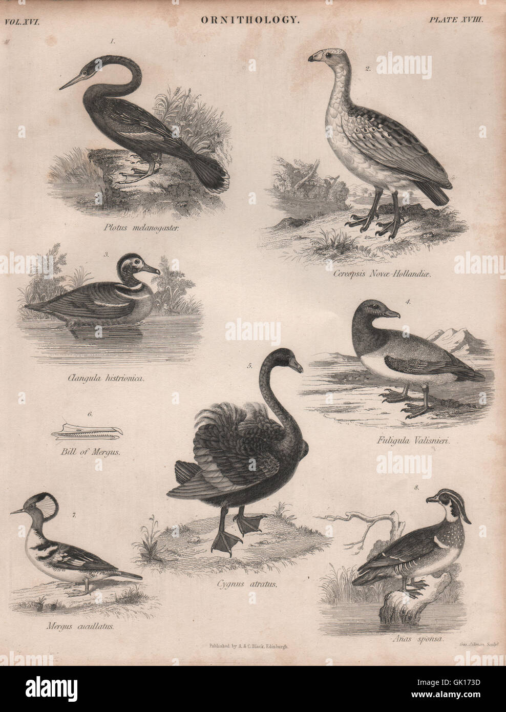 Indian darter. Cape Barren goose. Wood duck. Canvasback. Swan. Merganser, 1860 Stock Photo