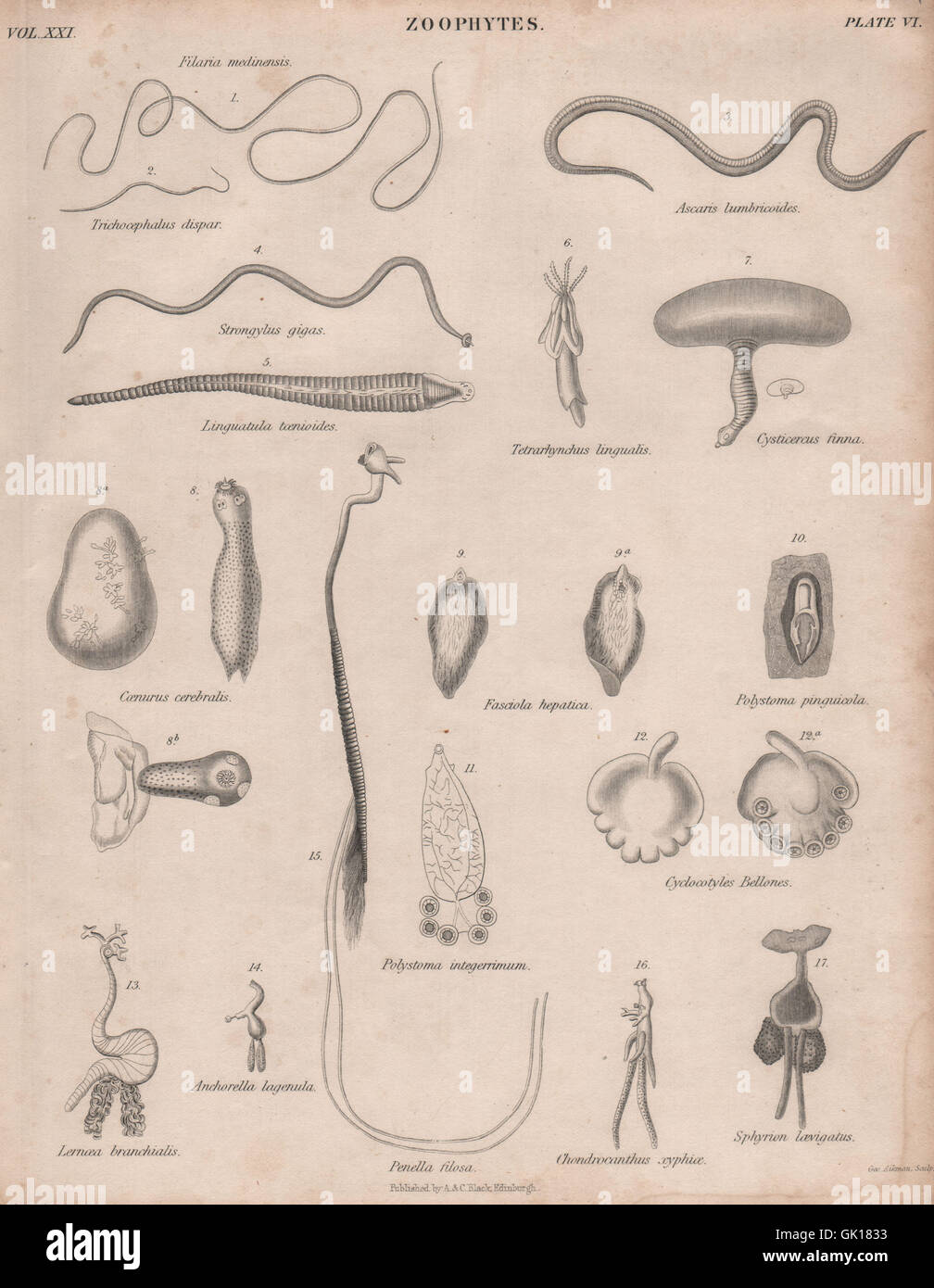 Zoophytes. Filaria medinensis. Trichocephalus dispar. Ascaris lumbricoides, 1860 Stock Photo