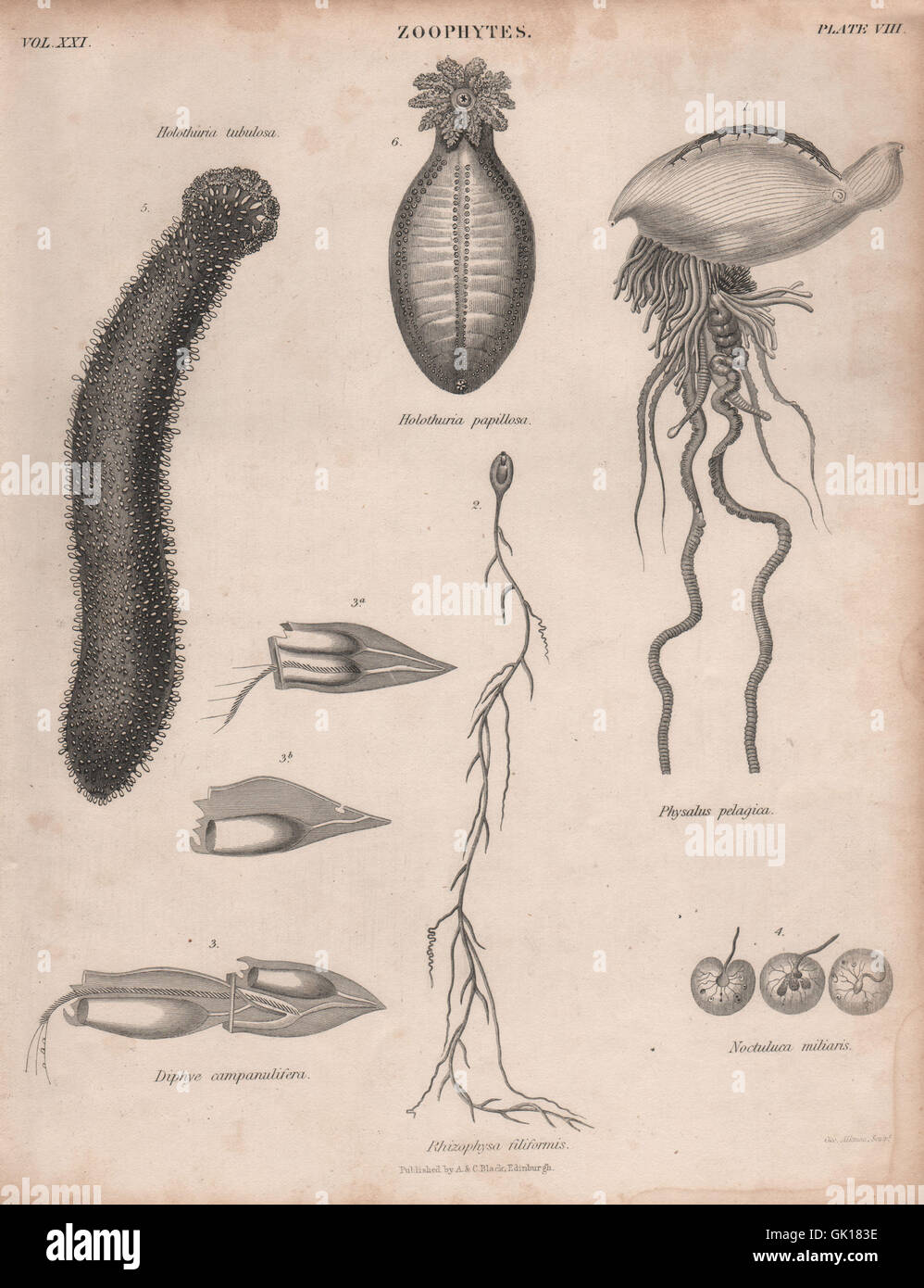 Zoophytes. Physalus pelagica. Rhizophysa filiformis. Diphye campanulifera, 1860 Stock Photo