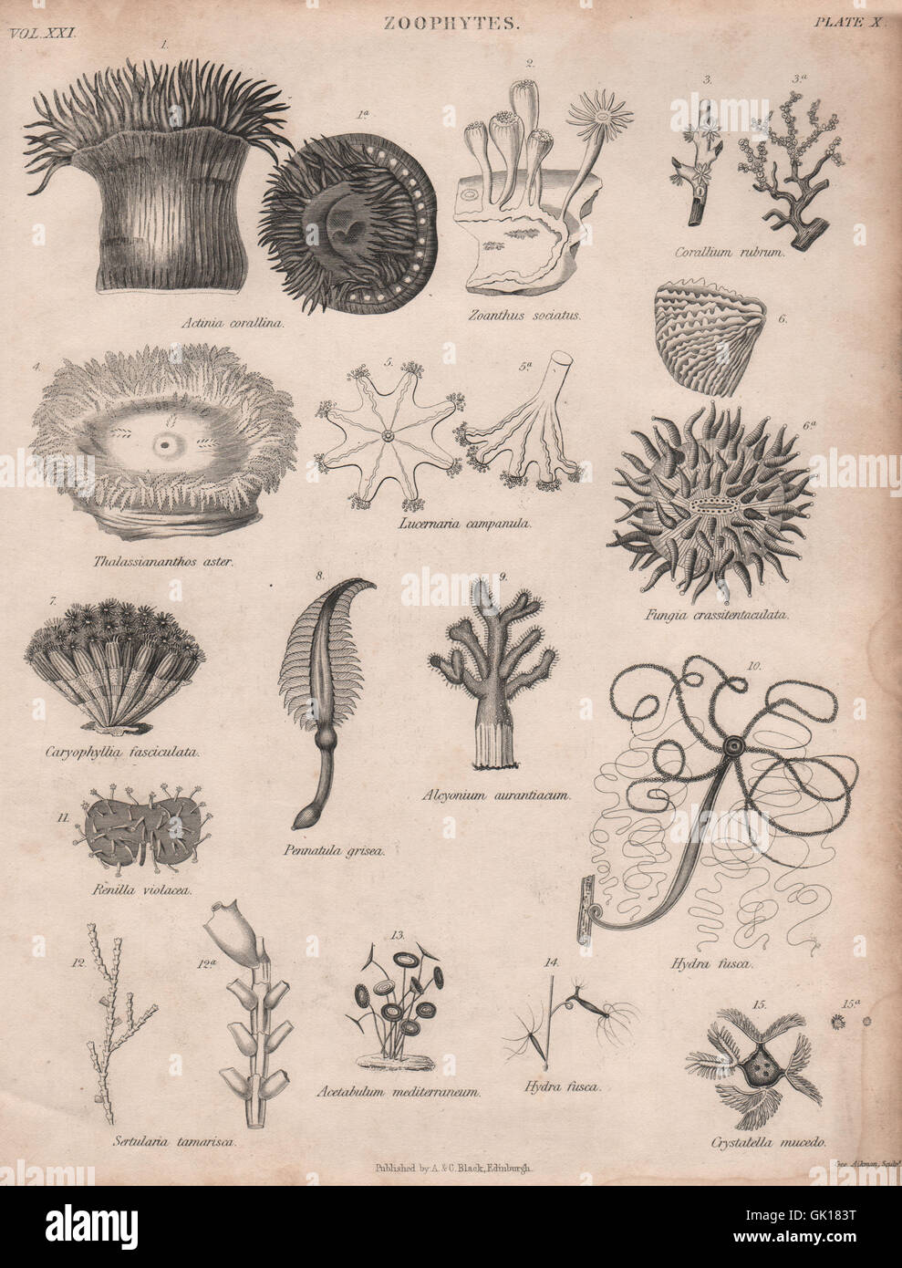 Zoophytes. Actinia corallina. Zoanthus sociatus. Corallium rubrum, print 1860 Stock Photo