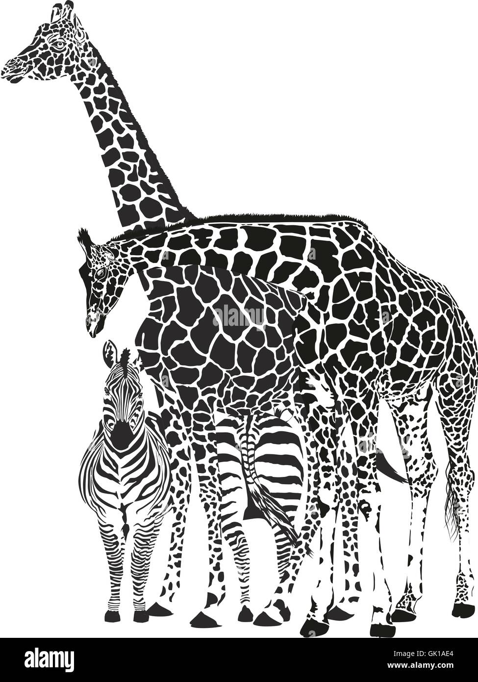Two giraffes and two zebras Stock Vector Image & Art - Alamy