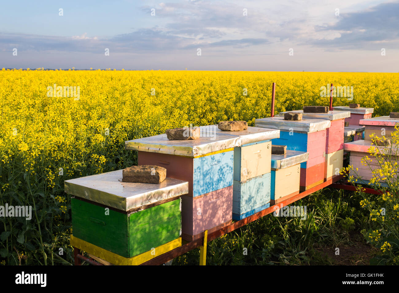 Apiary in the field of rapeseed Stock Photo