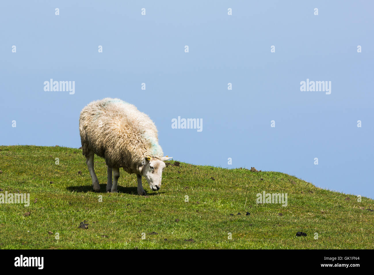 Sheep grazing on green grass against a blue sky in Ireland Stock Photo ...