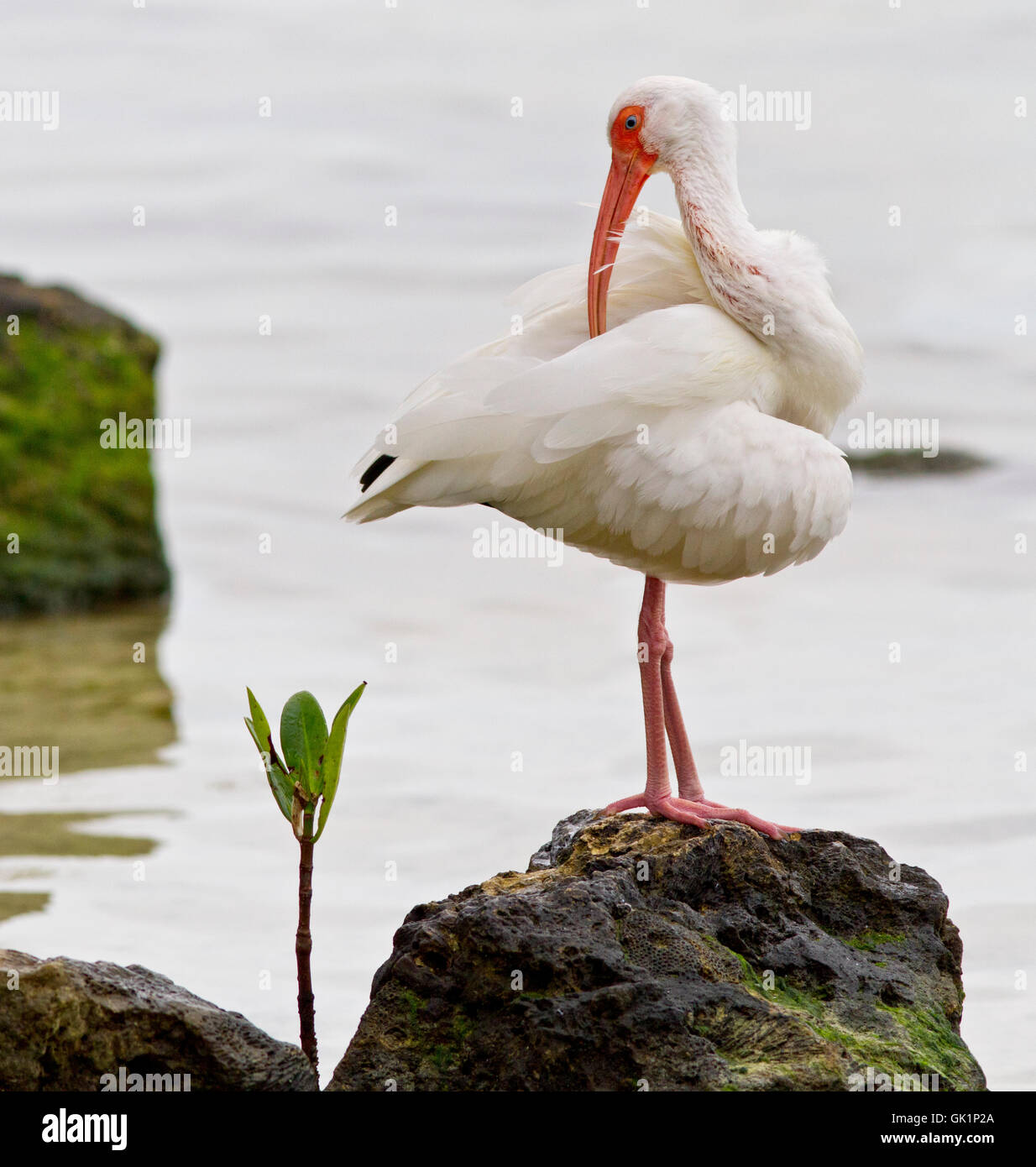 A White Ibis assumes a balletic pose while preening. It stands on coraliferous rock along Florida Bay, Key Largo. Stock Photo