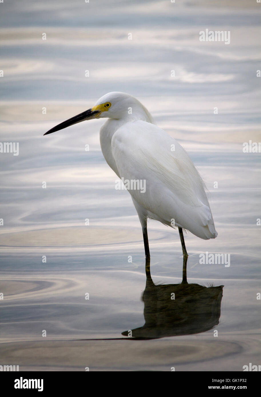 A Snowy Egret wades in the shallow waters of Florida Bay, Key Largo. The descending sun turns the shallow water to satin. Stock Photo