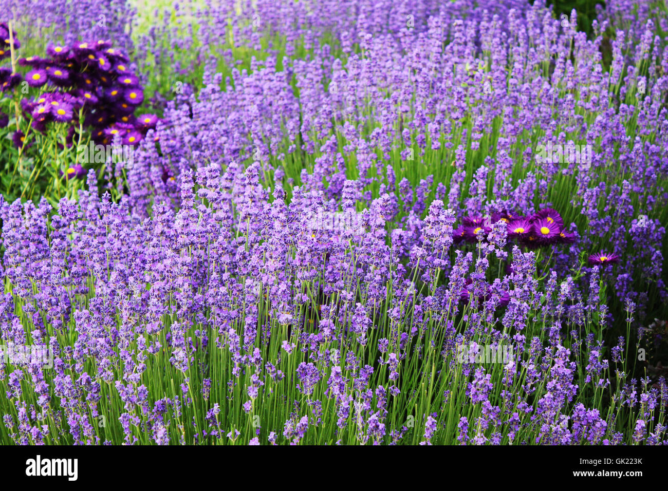 blossoms purple perfume Stock Photo