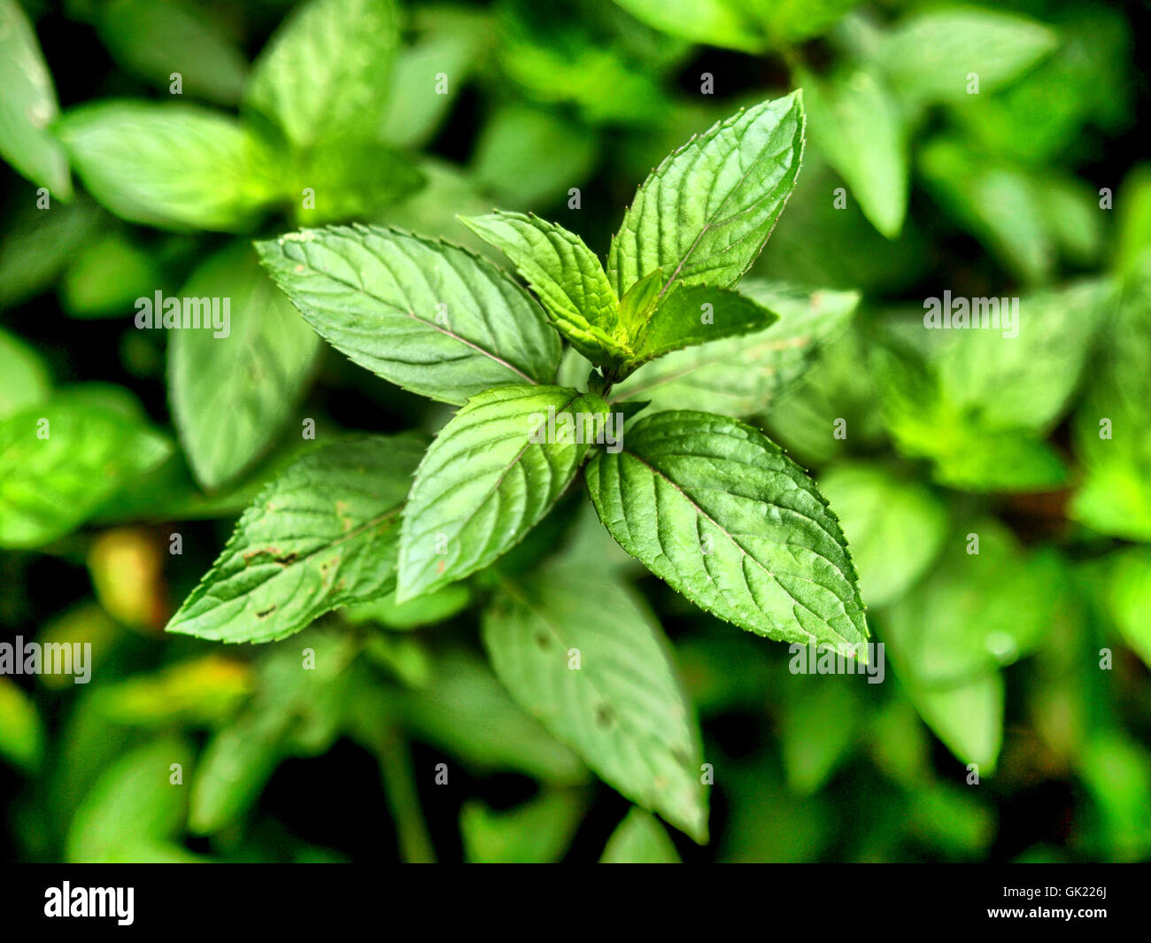 peppermint leaf tree Stock Photo Alamy