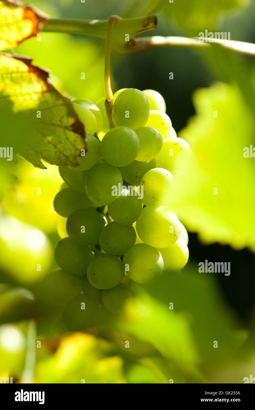 counter-light fruit shine Stock Photo