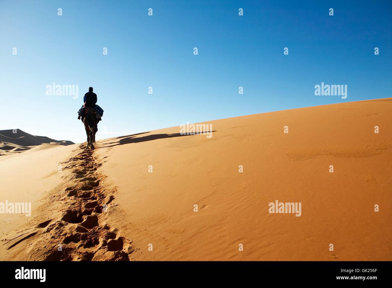 travel africa camel Stock Photo - Alamy