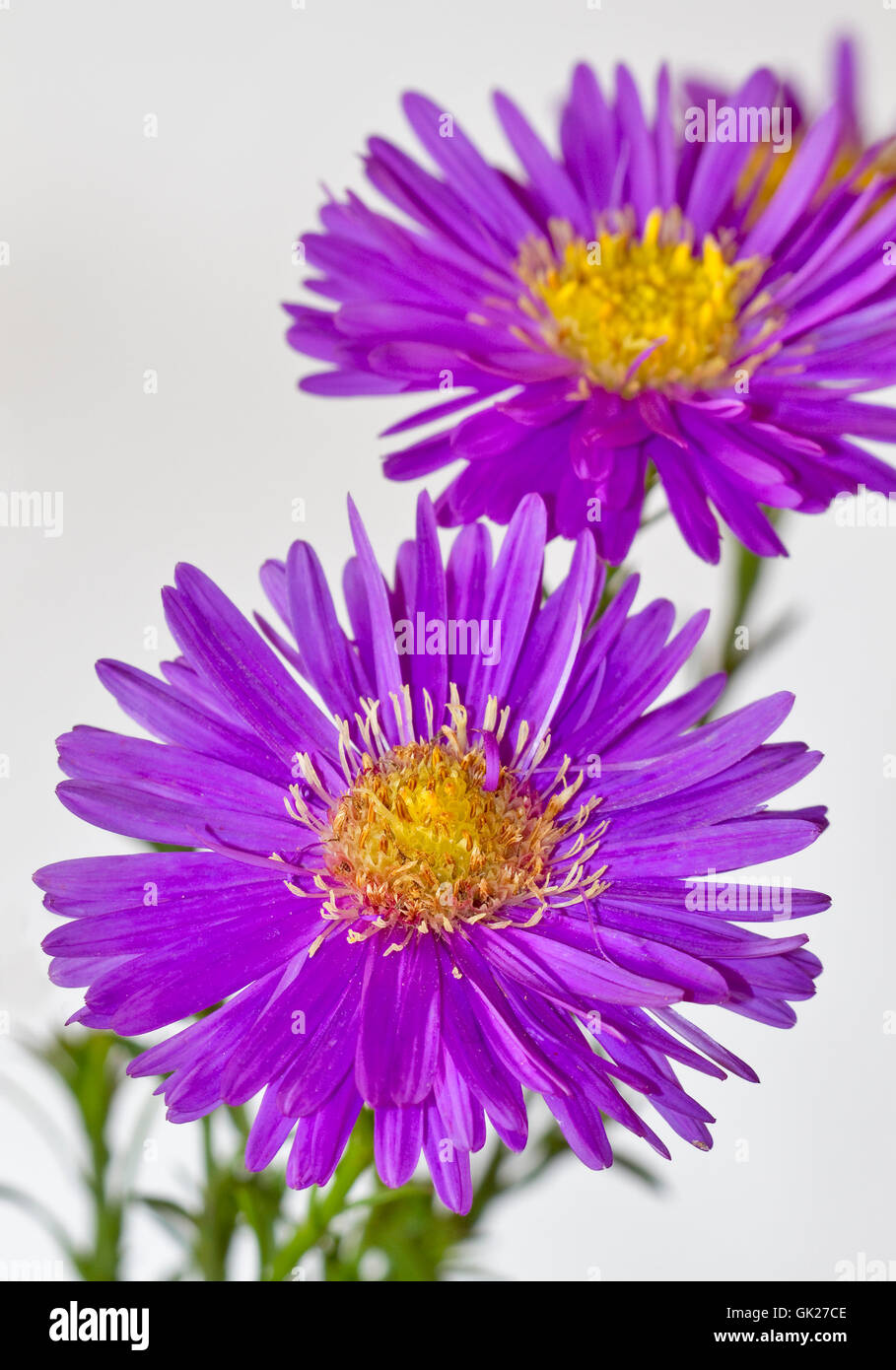 compositae aster asters Stock Photo