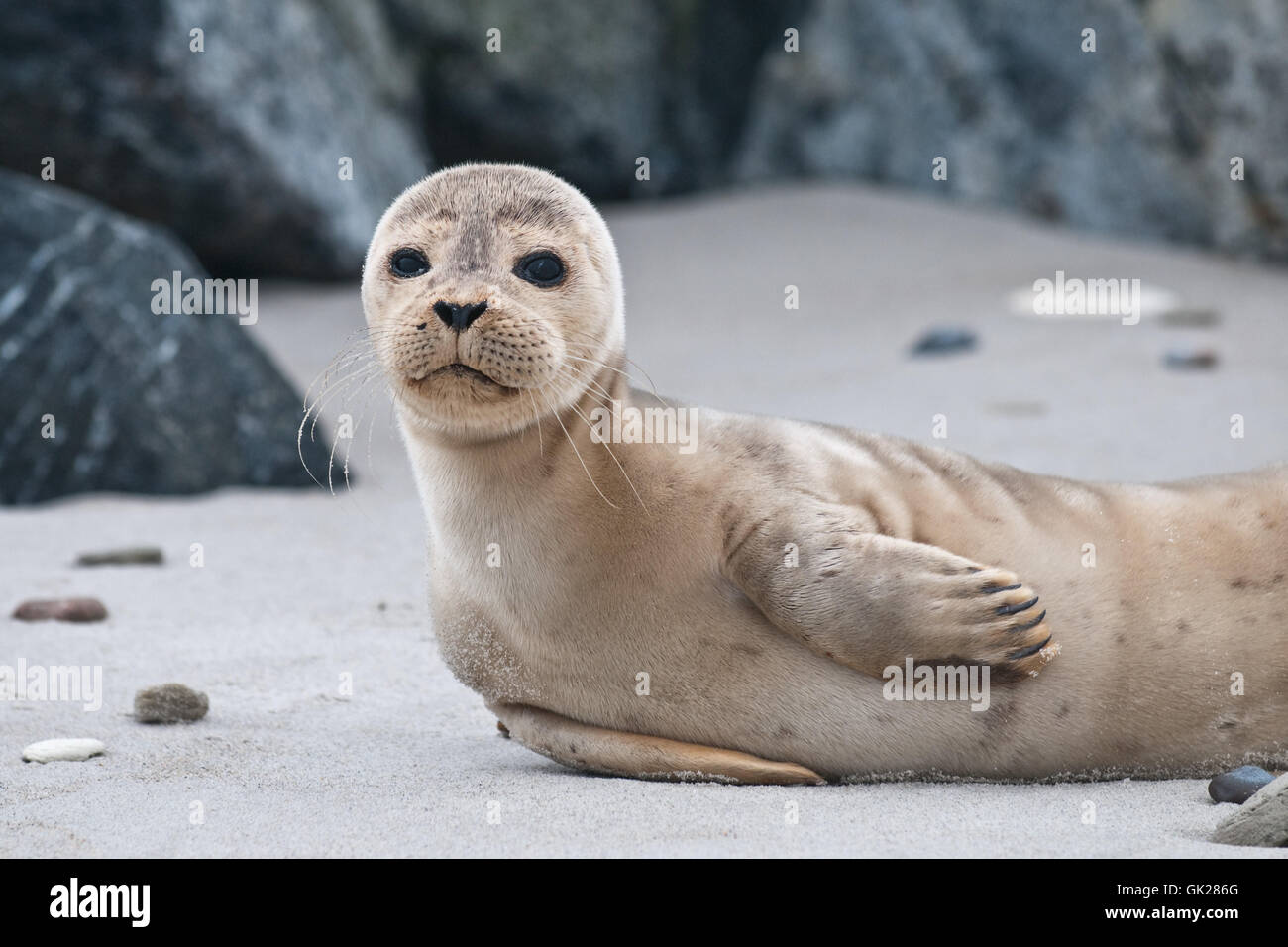 helgoland - gray seal Stock Photo
